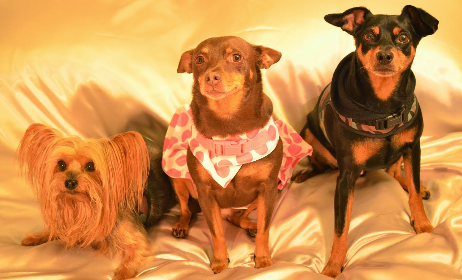 “A dog is the only thing on earth that loves you more than he loves himself.” ― Josh Billings